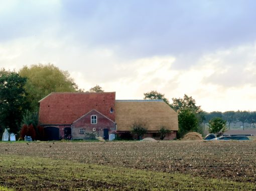 Rieten dak Strijbeek